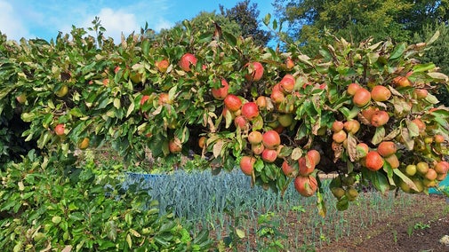 Harvest at Hinton Ampner